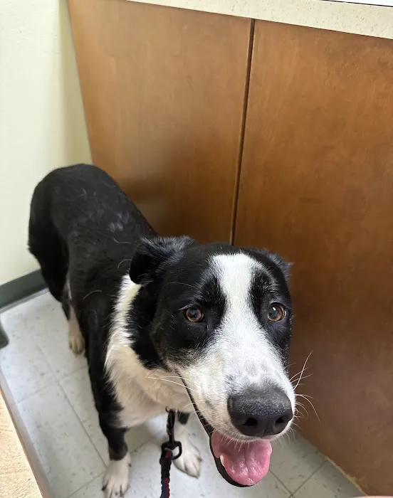 Moreland Veterinary Hospital 12