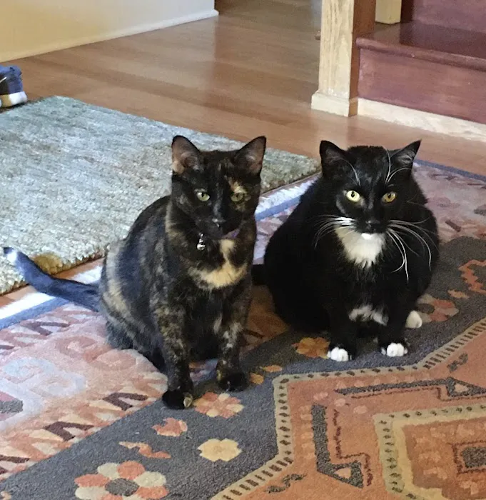 Moreland Veterinary Hospital 12