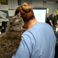 VCA Woodstock Animal Hospital ico