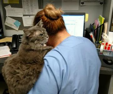 VCA Woodstock Animal Hospital