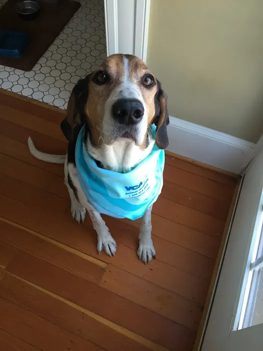 VCA Woodstock Animal Hospital 4