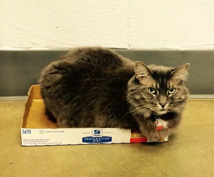 VCA Woodstock Animal Hospital 8