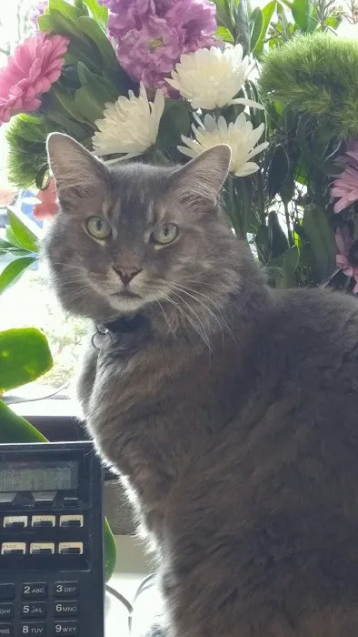 VCA Woodstock Animal Hospital 7