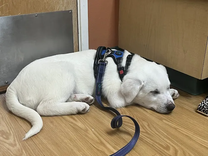 Hillsdale Veterinary Hospital 1
