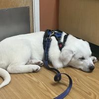 Hillsdale Veterinary Hospital ico