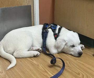 Hillsdale Veterinary Hospital