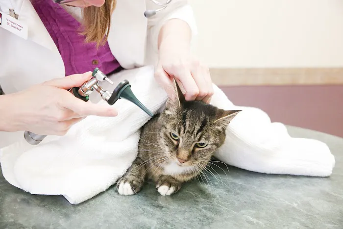 Cat & Dog Hospital of Portland 6