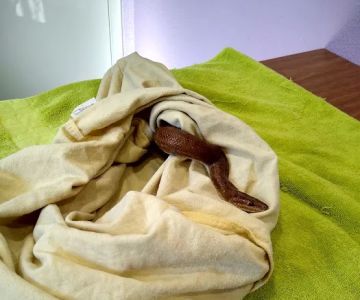 Scales & Tails Exotic Pet Clinic