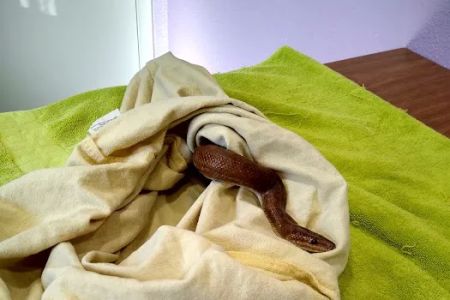 Scales & Tails Exotic Pet Clinic