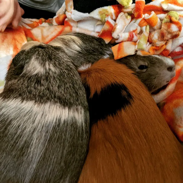 Scales & Tails Exotic Pet Clinic 12