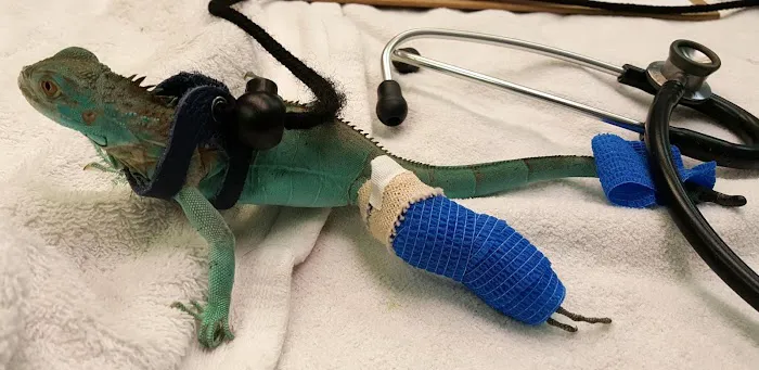 Scales & Tails Exotic Pet Clinic 12