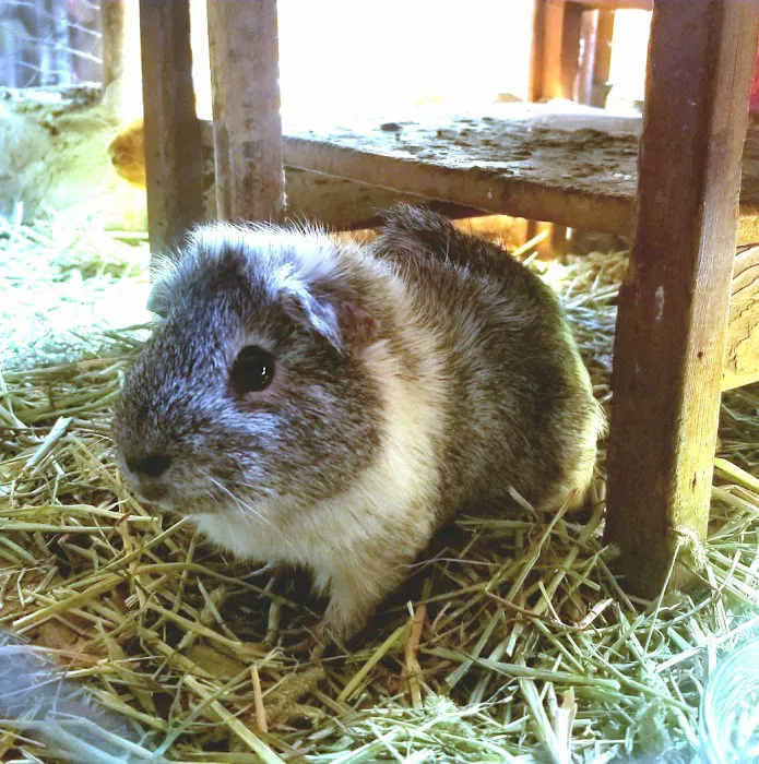 Scales & Tails Exotic Pet Clinic 12