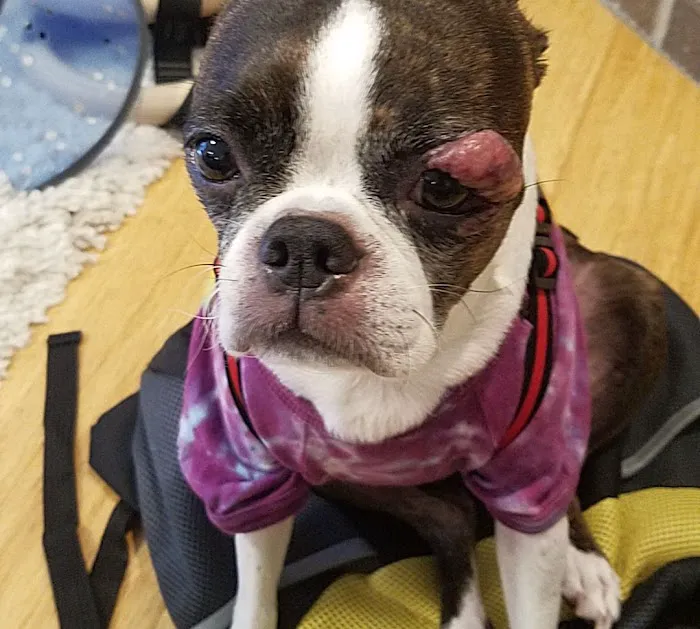 OREV, Specialty Vet Care 5