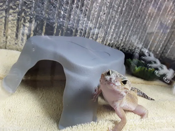 Northwest Exotic Pet Vet 2