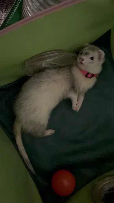 Northwest Exotic Pet Vet 4