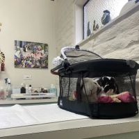 Northwest Exotic Pet Vet ico