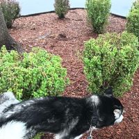 Banfield Pet Hospital ico