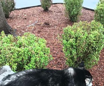Banfield Pet Hospital