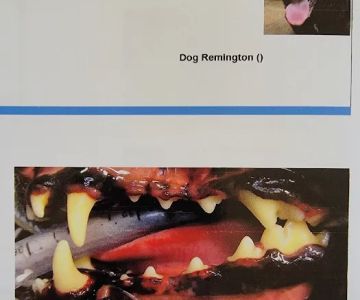 Magnolia Animal Dentistry
