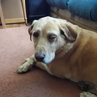 WellHaven Pet Health Cedar Hills ico