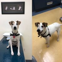 Gabriel Park Veterinary Clinic ico