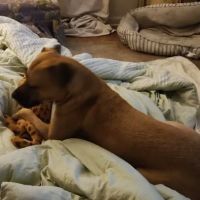 Therapy Gone To Dogs ico