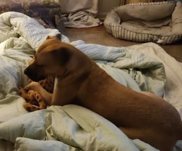 Therapy Gone To Dogs