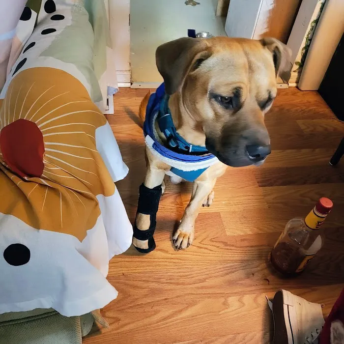 Therapy Gone To Dogs 12