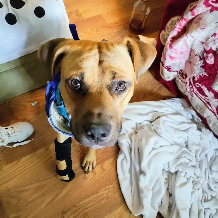 Therapy Gone To Dogs 12
