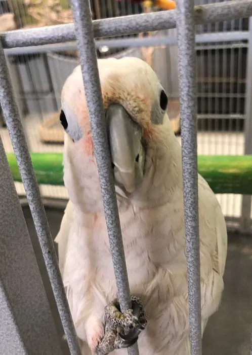 Mt Rushmore Birds/Paws Pet Bakery 6