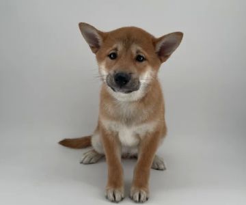 Puppyland Chandler