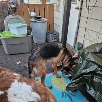 Woodland Veterinary Hospital ico