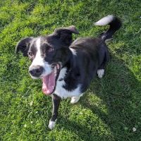 Scappoose Veterinary Hospital ico