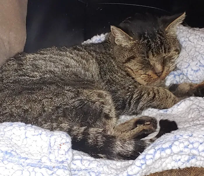 Scappoose Veterinary Hospital 2