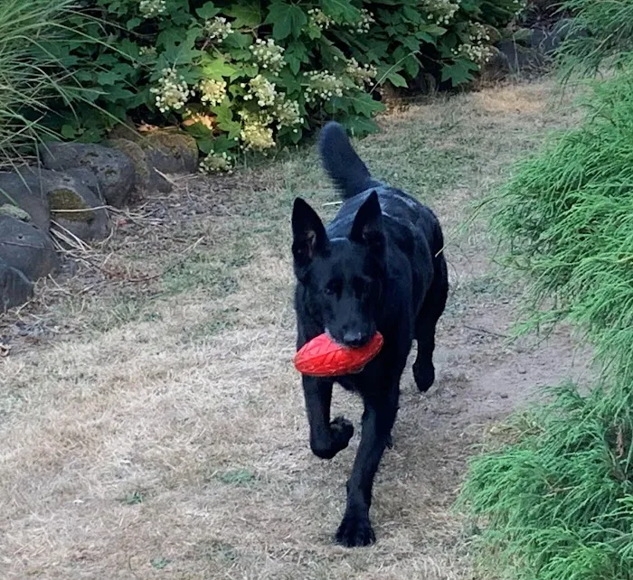 Scappoose Veterinary Hospital 3