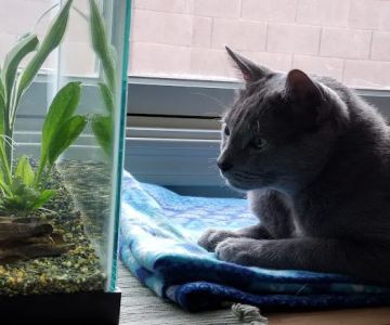 Artistic Aquariums, Inc