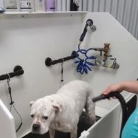 Market Street PET DEPOT ico