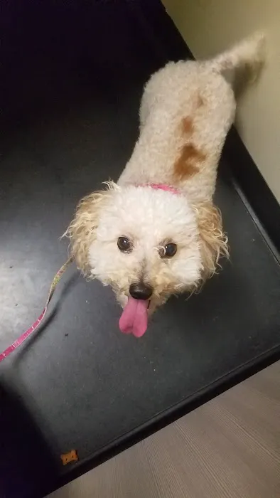 Market Street PET DEPOT 10