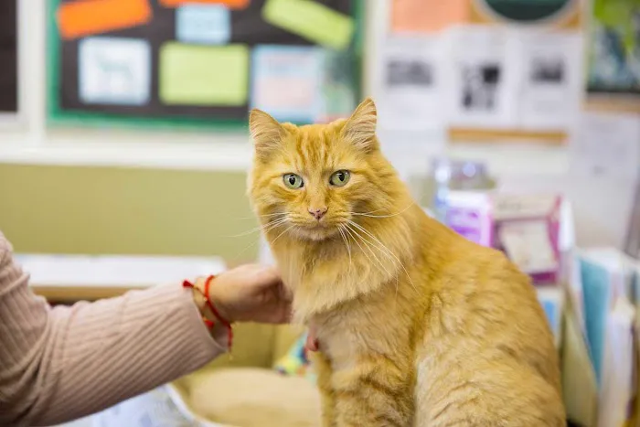 Town and Country Animal Hospital 10