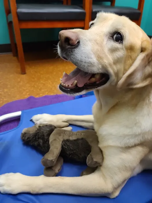 Town and Country Animal Hospital 2