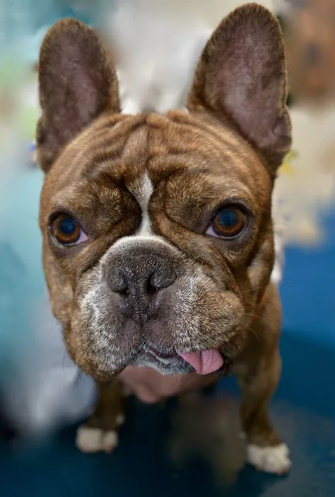 Town and Country Animal Hospital 7