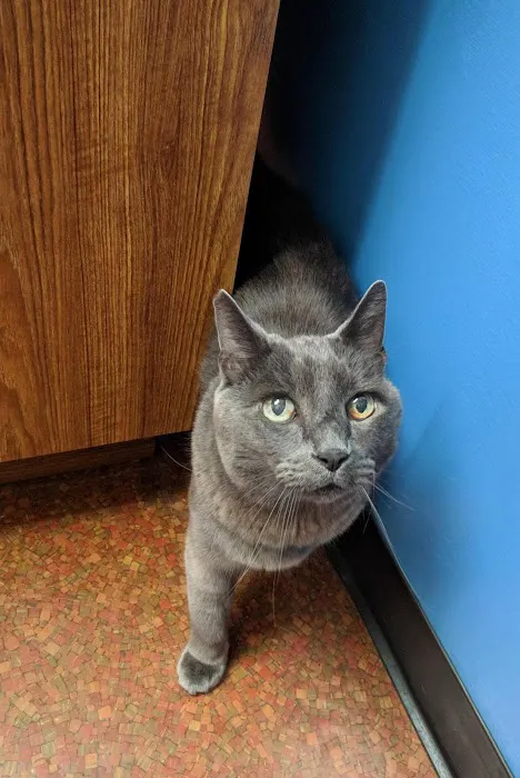 Town and Country Animal Hospital 5