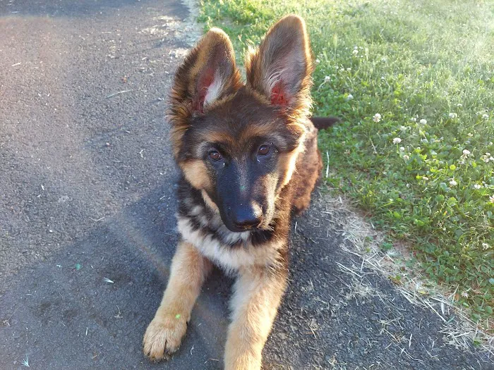 Town and Country Animal Hospital 3