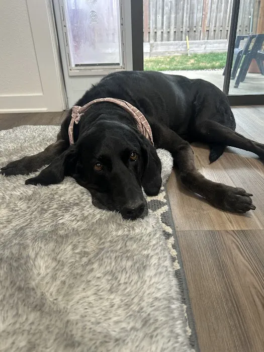 VCA Southeast Portland Animal Hospital 2