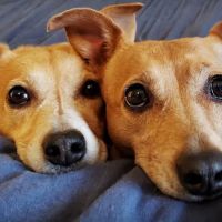 VCA Southeast Portland Animal Hospital ico