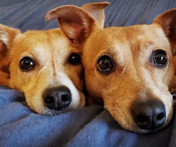 VCA Southeast Portland Animal Hospital