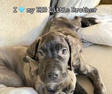 Puppies N Love