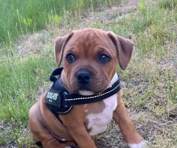 Staffordshire Bull Terrier Puppies For Sale