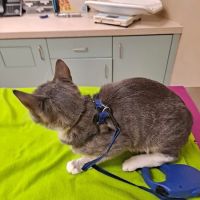 Halsey East Animal Clinic ico