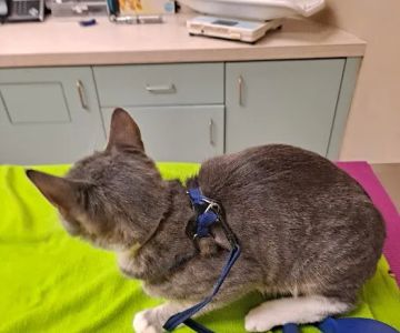 Halsey East Animal Clinic